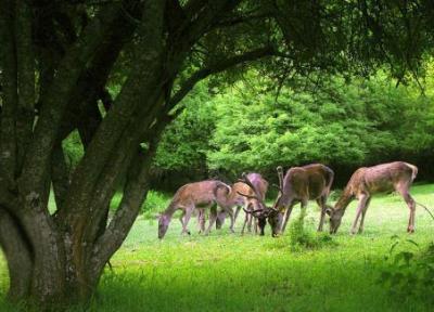 جنگل های ارسباران ، بهشت گمشده آذربایجان جنگل های ارسباران ، بهشت گمشده آذربایجان