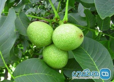 5 نکته برای دو برابر کردن باردهی درخت گردو 5 نکته برای دو برابر کردن باردهی درخت گردو